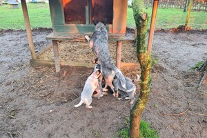 "Snuffelbos" - 8 januari