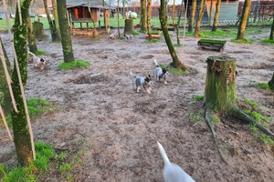 "Snuffelbos" - 8 januari