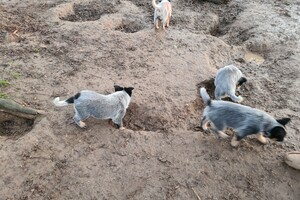 "Snuffelbos"  - 8 januari