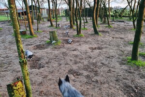 "Snuffelbos"  - 8 januari