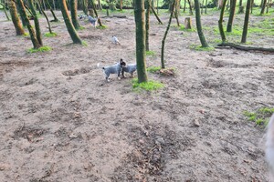 "Snuffelbos"  - 8 januari