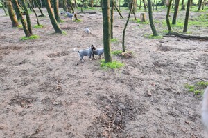 "Snuffelbos" - 8 januari