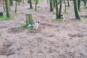 "Snuffelbos"  - 8 januari