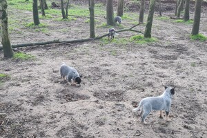 "Snuffelbos"  - 8 januari