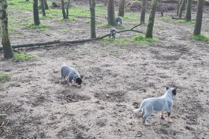 "Snuffelbos" - 8 januari