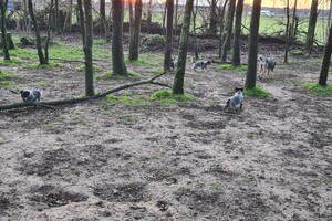 "Snuffelbos"  - 8 januari