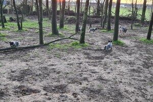 "Snuffelbos" - 8 januari