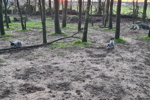 "Snuffelbos"  - 8 januari