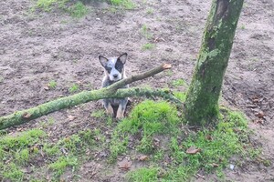 "Snuffelbos"  - 8 januari