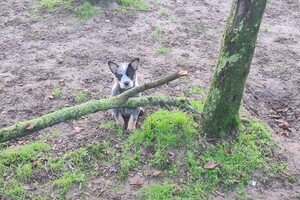 "Snuffelbos" - 8 januari