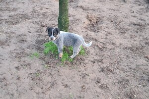 "Snuffelbos" - 8 januari