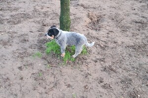 "Snuffelbos" - 8 januari