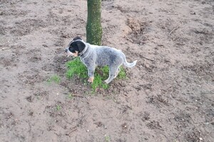 "Snuffelbos" - 8 januari