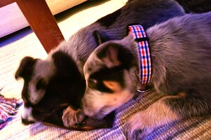 Australian cattle dogs