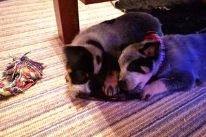 Australian cattle dogs