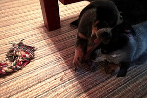 Australian cattle dogs