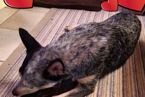 Australian cattle dogs