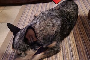 Australian cattle dogs