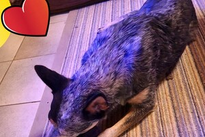 Australian cattle dogs