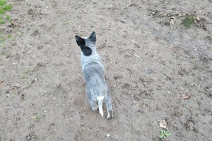 "snuffelbos" - 12 januari