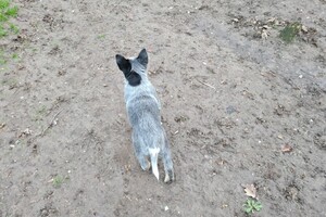 "snuffelbos" - 12 januari