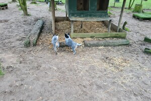 "snuffelbos" - 12 januari