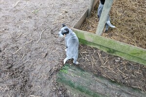 "snuffelbos" - 12 januari