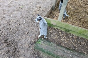 "snuffelbos" - 12 januari