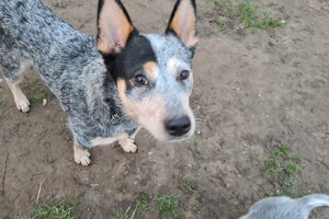 "snuffelbos" - 12 januari