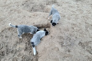 "snuffelbos" - 12 januari