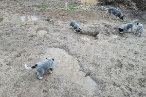 "snuffelbos" - 12 januari