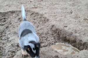 "snuffelbos" - 12 januari