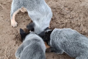 "snuffelbos" - 12 januari