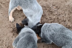 "snuffelbos" - 12 januari