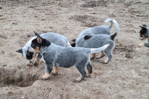 "snuffelbos" - 12 januari