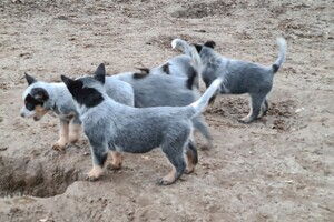 "snuffelbos" - 12 januari