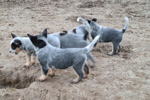 "snuffelbos" - 12 januari