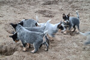 "Snuffelbos" - 12 januari