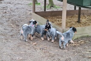 "snuffelbos" - 12 januari