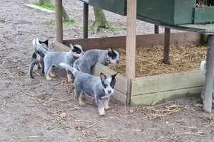 "snuffelbos" - 12 januari