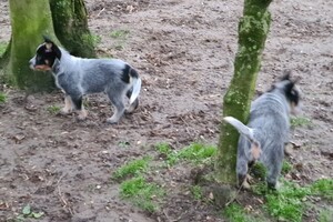 "Snuffelbos" - 12 januari