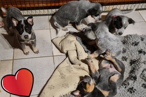 Weltrusten na "snuffelen" 