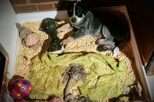 Weltrusten na "snuffelen" 