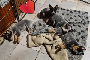 Weltrusten na "snuffelen" 