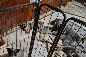 Weltrusten na "snuffelen" 