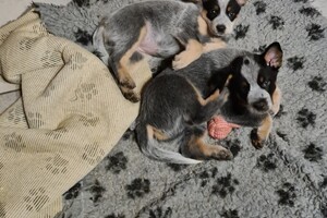 Weltrusten na "snuffelen" 