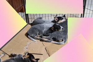 Weltrusten "laatste nacht thuis"