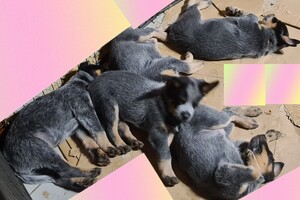 Weltrusten "laatste nacht thuis"