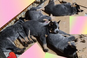 Weltrusten "laatste nacht thuis"