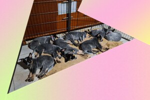 Weltrusten "laatste nacht thuis"